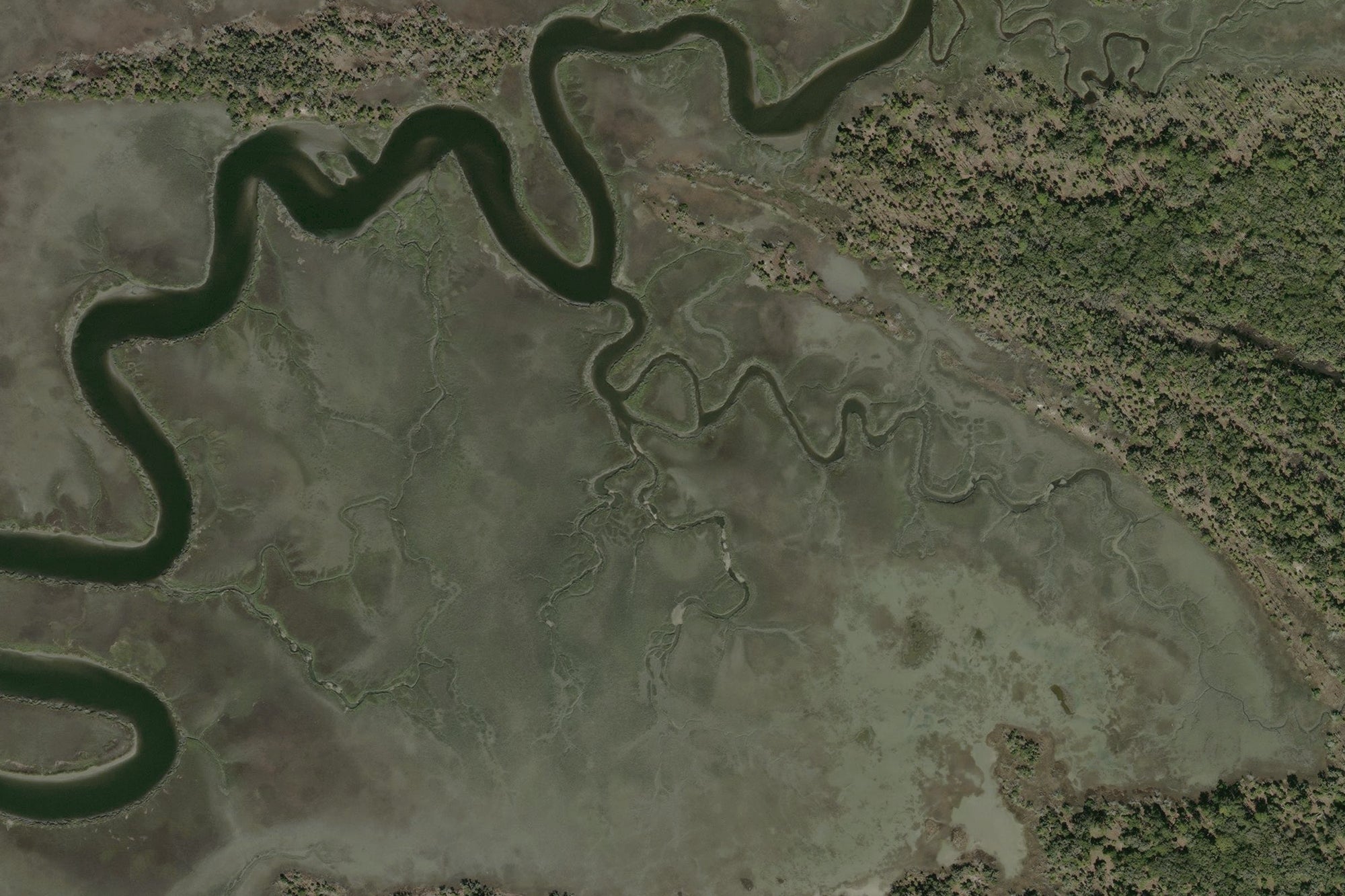 detail of Georgia marshland