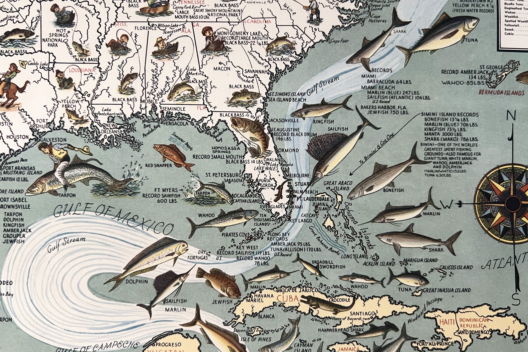 native fish in the gulf of mexico