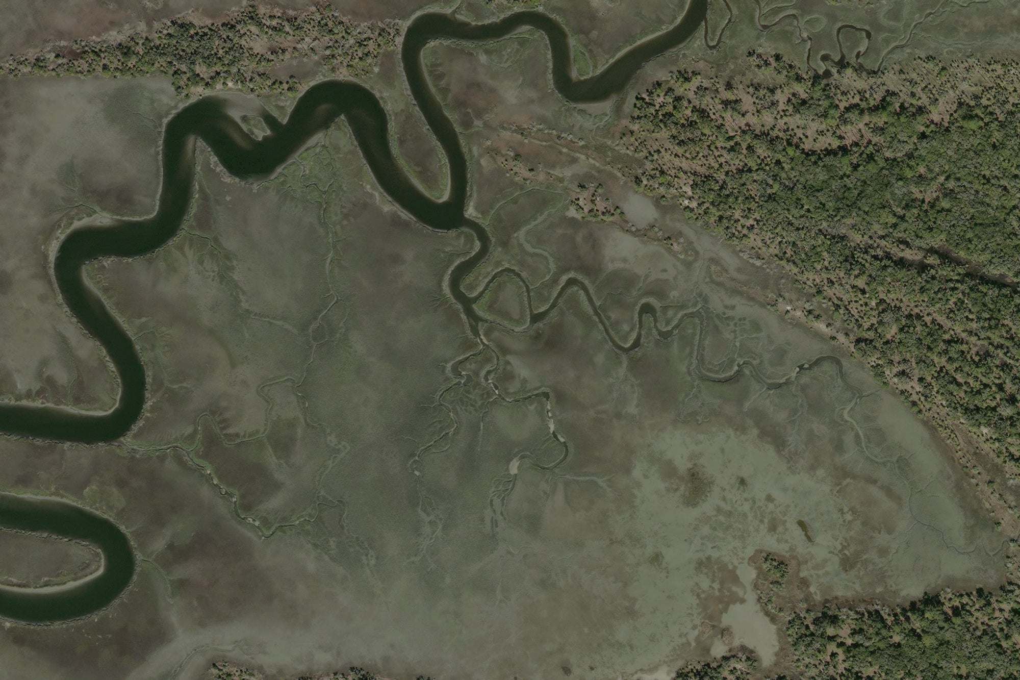 detail of Georgia marshland